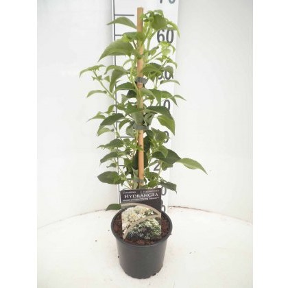 Hydrangea petiolaris Flying Saucer 2L