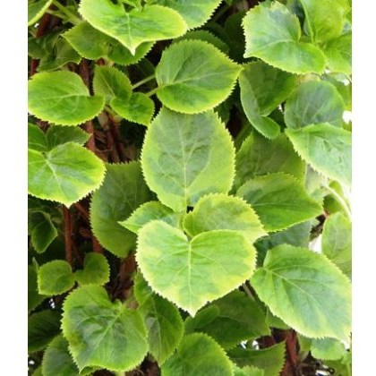 Hydrangea petiolaris Mirranda 2L
