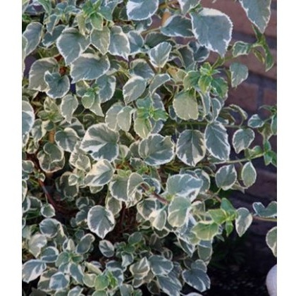 Hydrangea petiolaris Silver Lining 2L