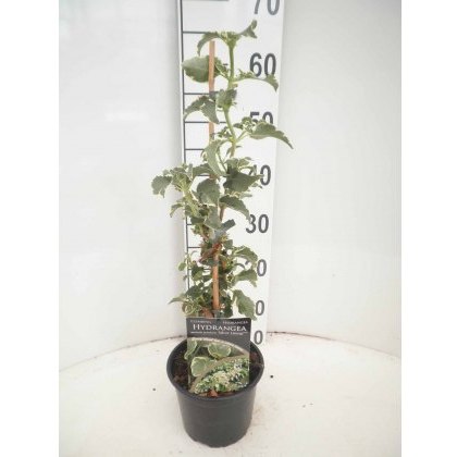 Hydrangea petiolaris Silver Lining 2L