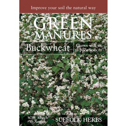 Buckwheat