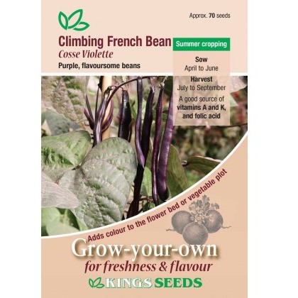 Climbing French Bean Cosse Violette