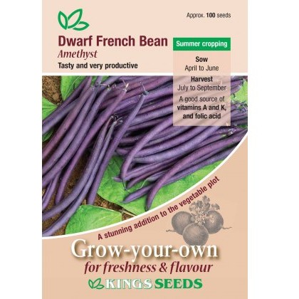 Dwarf French Bean Amethyst