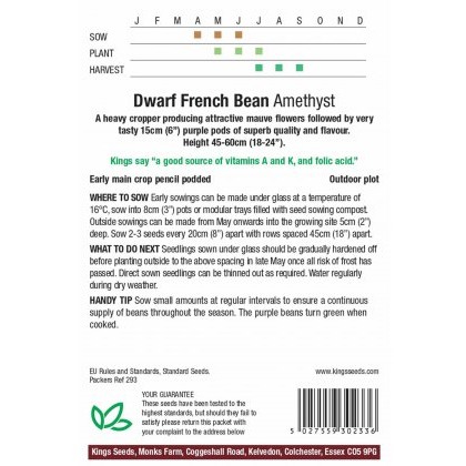 Dwarf French Bean Amethyst