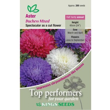 Aster Duchess Mixed