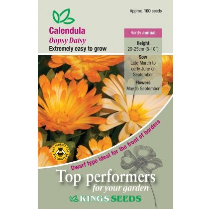 Calendula Oopsy Daisy