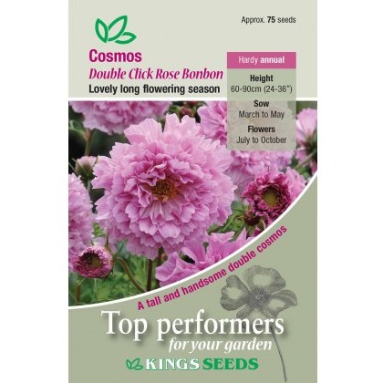 Cosmos Rose Bon Bon