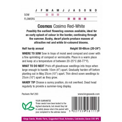 Cosmos Cosimo Red-White
