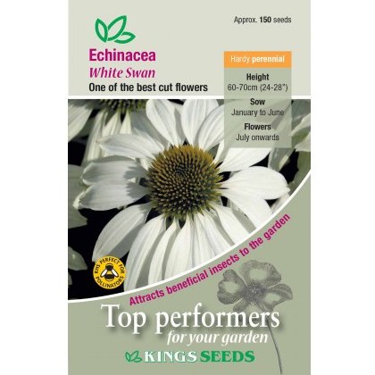 Echinacea White Swan Prima Donna