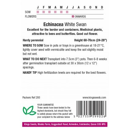 Echinacea White Swan Prima Donna