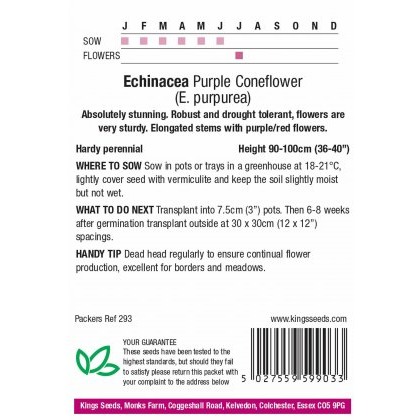 Echinacea Purpurea Purple Coneflower