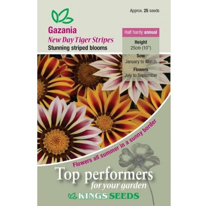 Gazania New Day Tigers Stripes