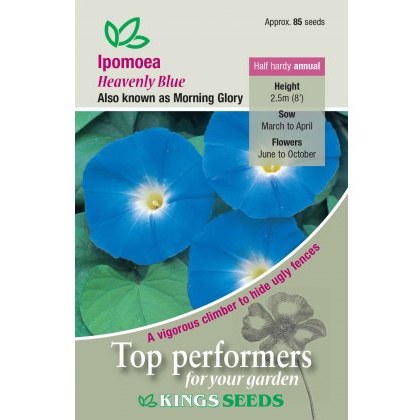 Ipomea Heavenly Blue