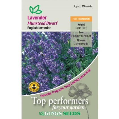 Lavender Munstead Dwarf