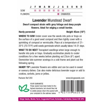 Lavender Munstead Dwarf