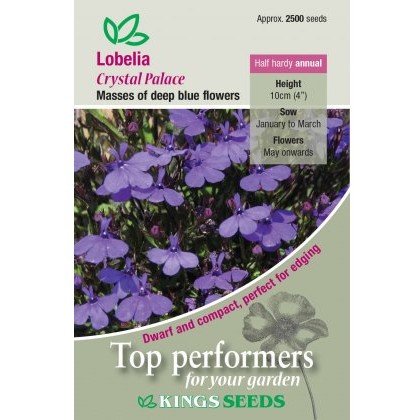 Lobelia Crystal Palace