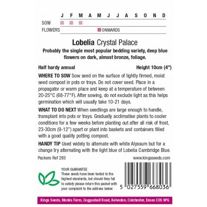 Lobelia Crystal Palace