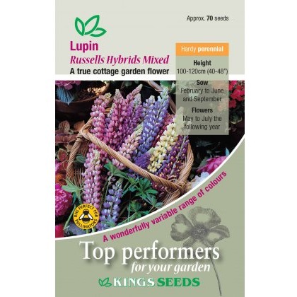 Lupin Russel Hybrids Mixed