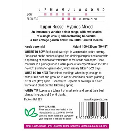 Lupin Russel Hybrids Mixed