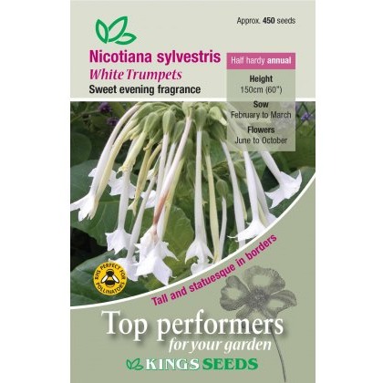 Nicotiana White Trumpets