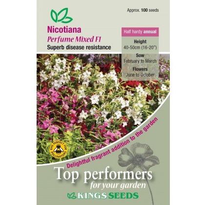 Nicotiana Perfume Mixed F1