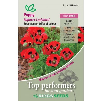 Poppy Ladybird