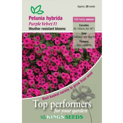 Petunia Purple Velvet F1