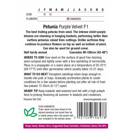 Petunia Purple Velvet F1