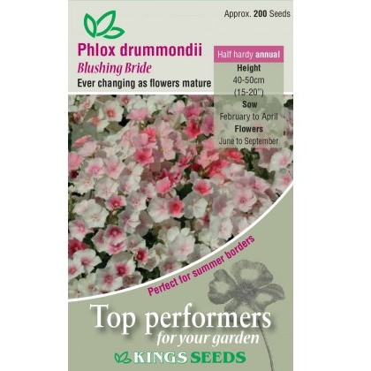 Phlox Drummondii Blushing Bride