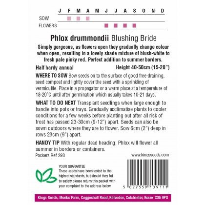 Phlox Drummondii Blushing Bride