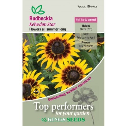 Rudbeckia Hirta Kelvedon Star