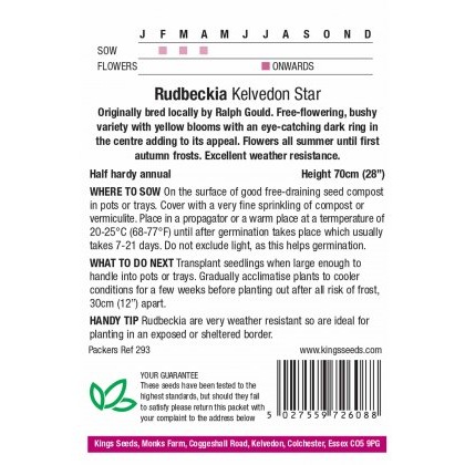 Rudbeckia Hirta Kelvedon Star