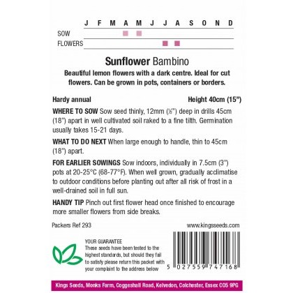 Sunflower Bambino