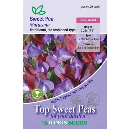 Sweet Pea Matucana