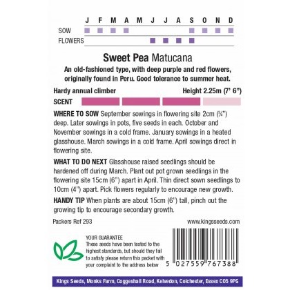 Sweet Pea Matucana