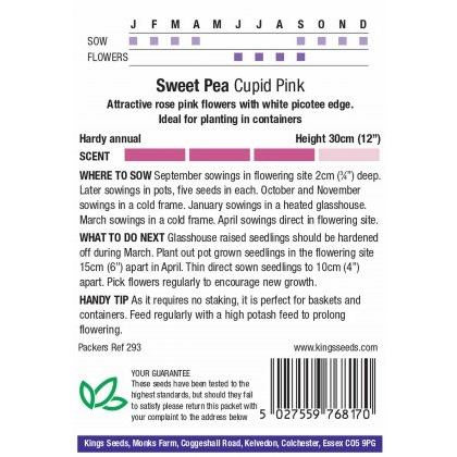 Sweet Pea Cupid Pink