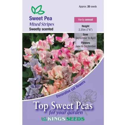 Sweet Pea Mixed Stripes