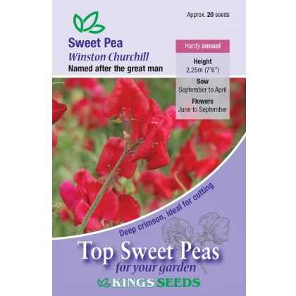 Sweet Pea Winston Churchill