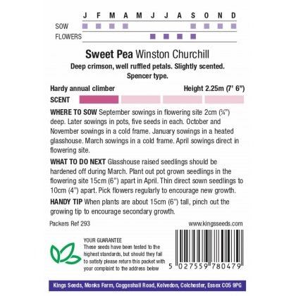 Sweet Pea Winston Churchill