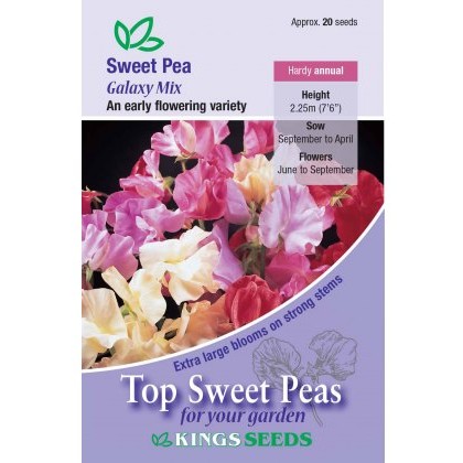 Sweet Pea Galaxy
