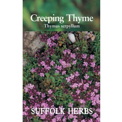 Thyme Creeping