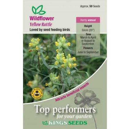 Wild Flower Yellow Rattle Wild Flower Yellow Rattle
