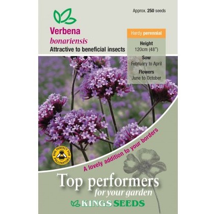 Verbena Bonariensis