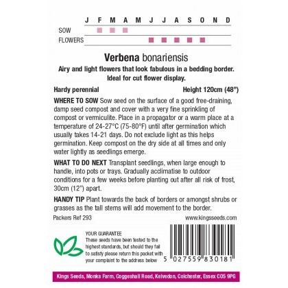 Verbena Bonariensis