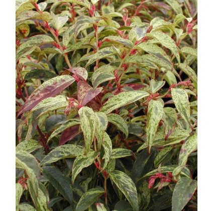 Leucothoe fontanesiana Rainbow 2L Leucothoe fontanesiana Rainbow 2L