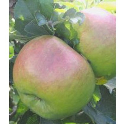 Fruit