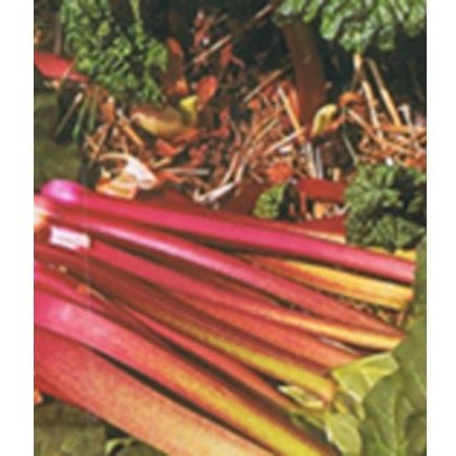 Rhubarb (Rheum) Victoria 3L Rhubarb (Rheum) Victoria 3L