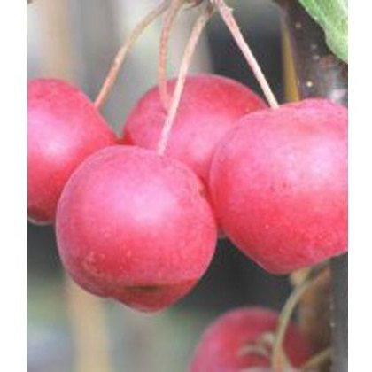 Malus x atrosanguinea Gorgeous 12L Malus x atrosanguinea Gorgeous 12L