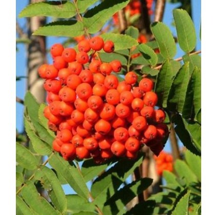 Sorbus aucuparia 12L Sorbus aucuparia 12L