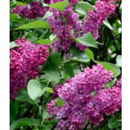 Syringa vulgaris Andenken an Ludwig Spath 5L Syringa vulgaris Andenken an Ludwig Spath 5L